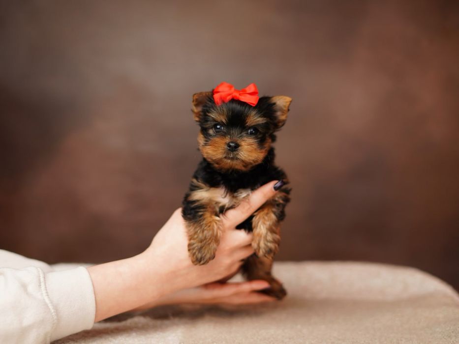 Йоркширские красотульки