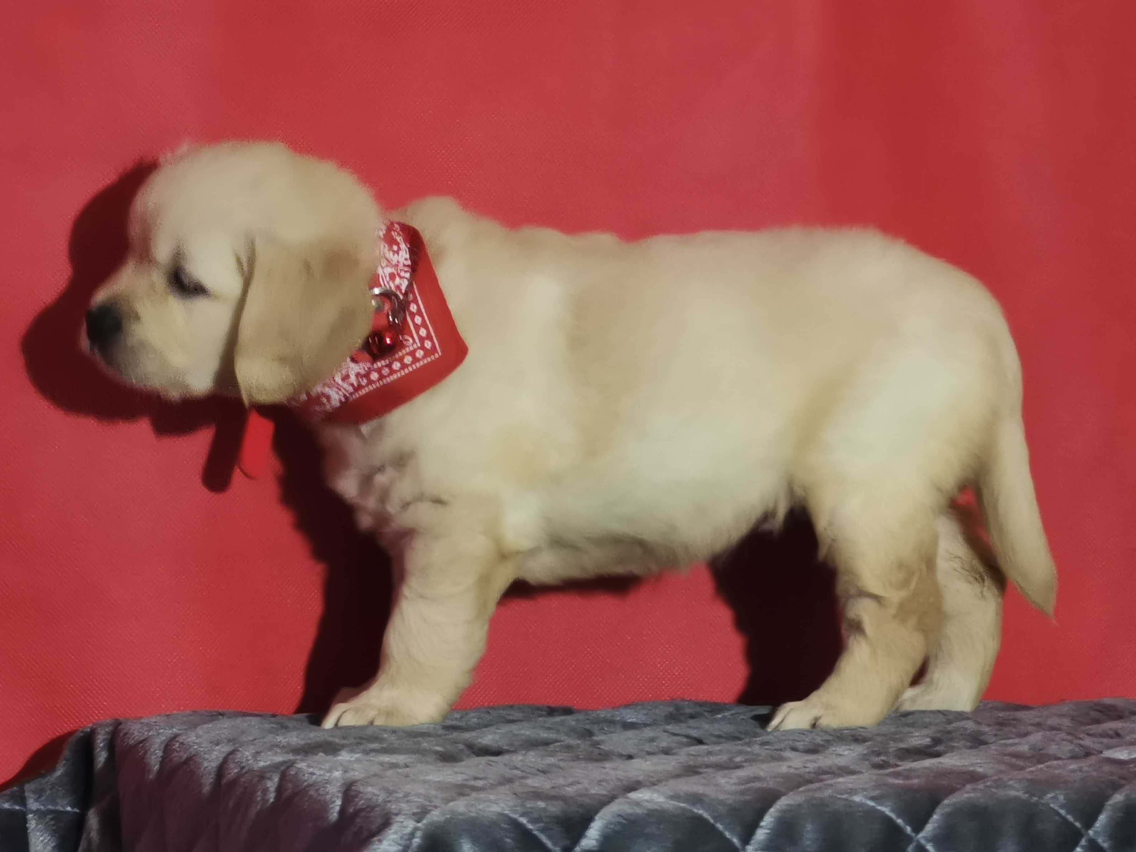 Golden retriever przesliczna złota suczka