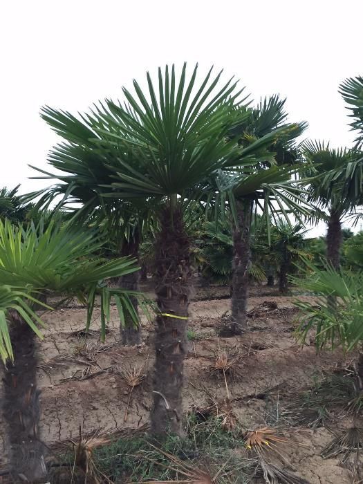 Washingtonia robusta Palmeiras