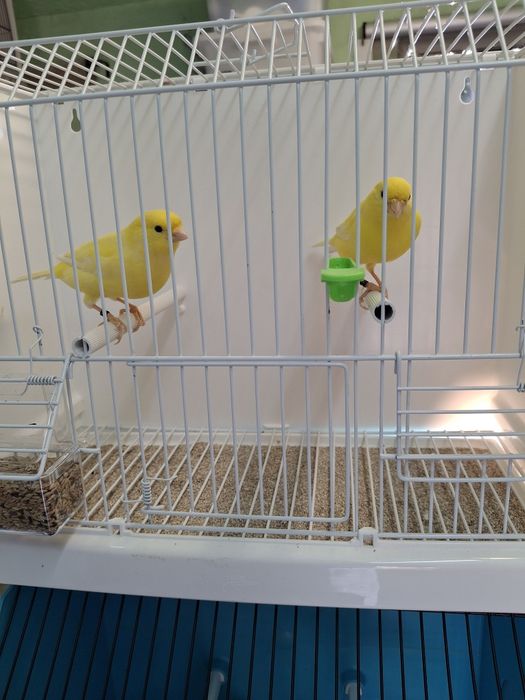 Canarios de qualidade