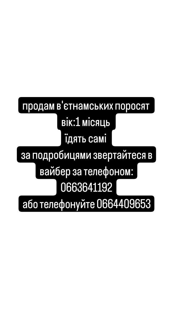 продам в'єтнамських поросят