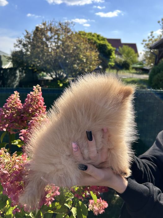 Piękny szpic miniaturowy pomeranian