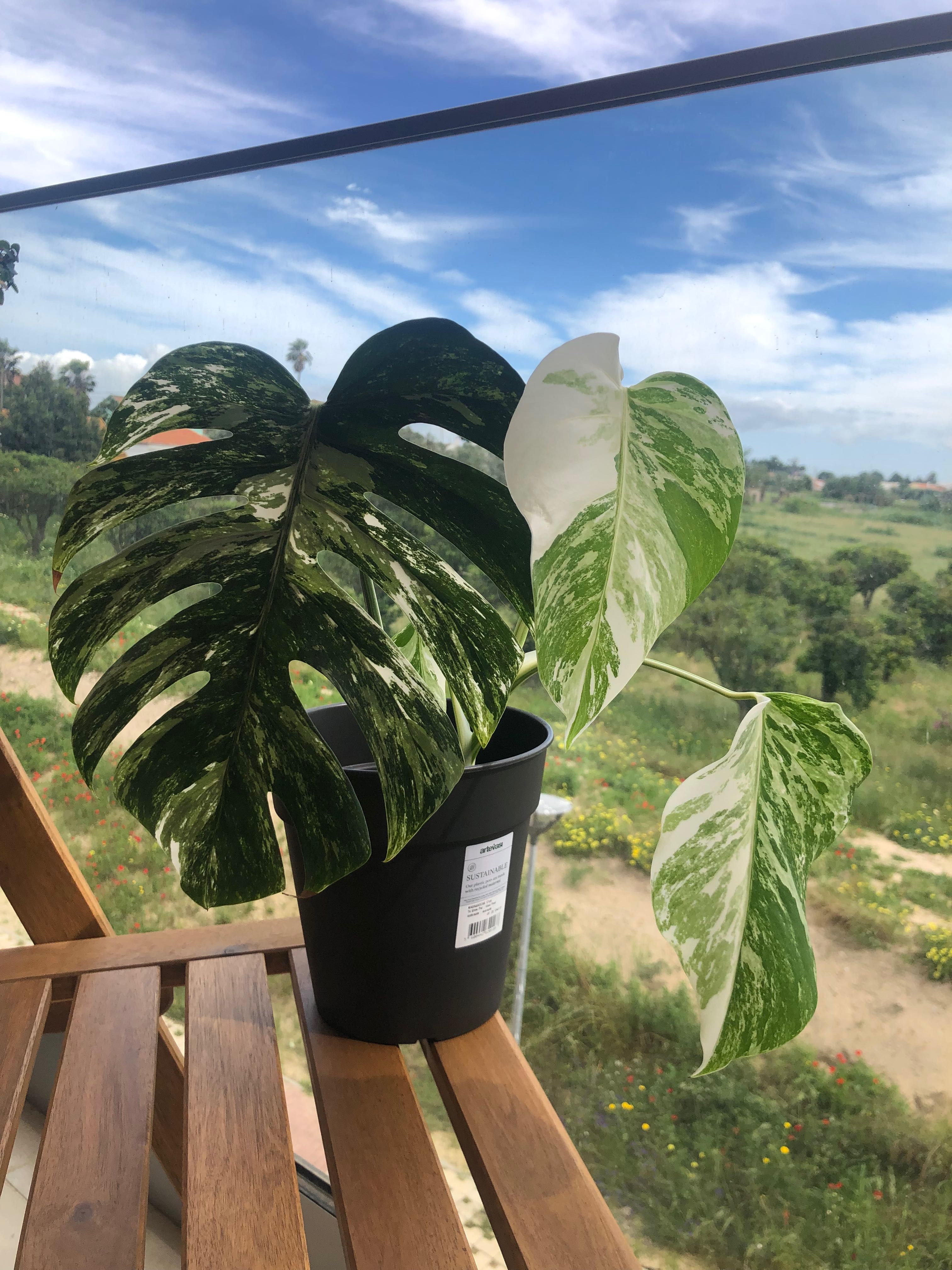 Monstera Albo variegata