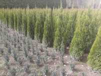 Tuja Szmaragd, Thuja Smaragd, żywotnik, żywopłot