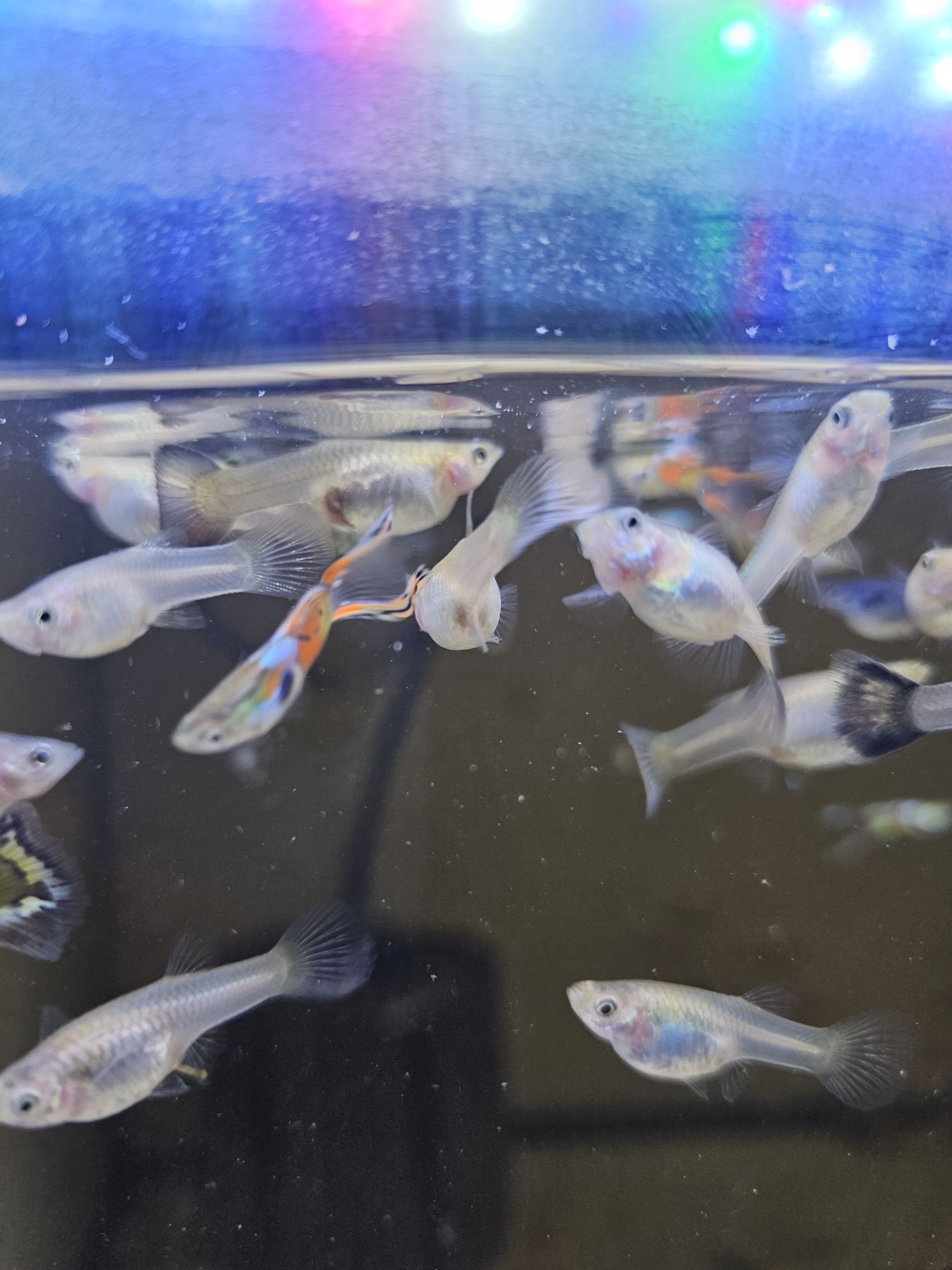 Guppys endler e variados