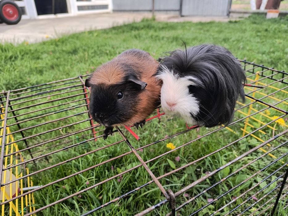 Свинка морская Коронет и Крестед