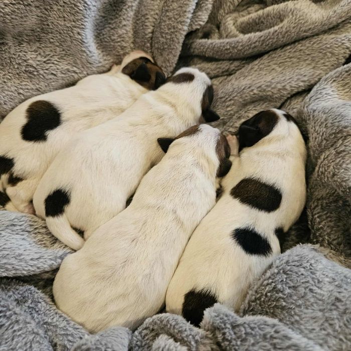 Jack Russell Terrier