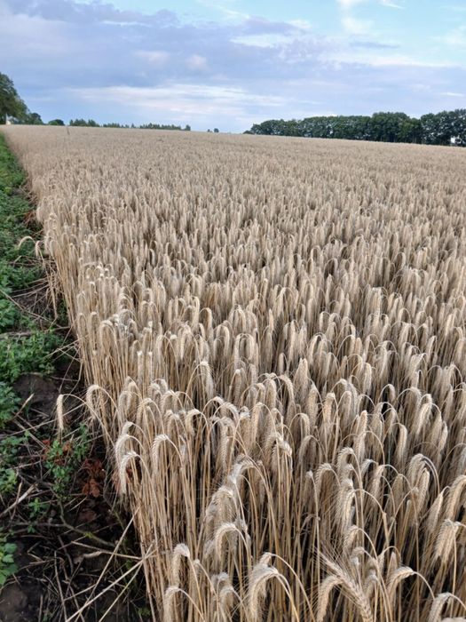 Pszenżyto do siewu. Tadeus i Rotondo