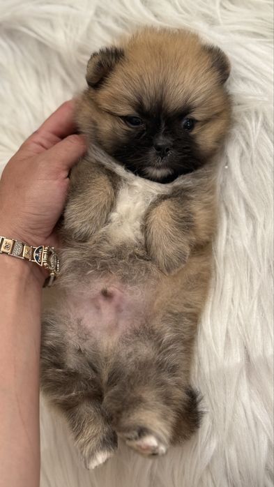 Хлопчик померанчик ведмедик