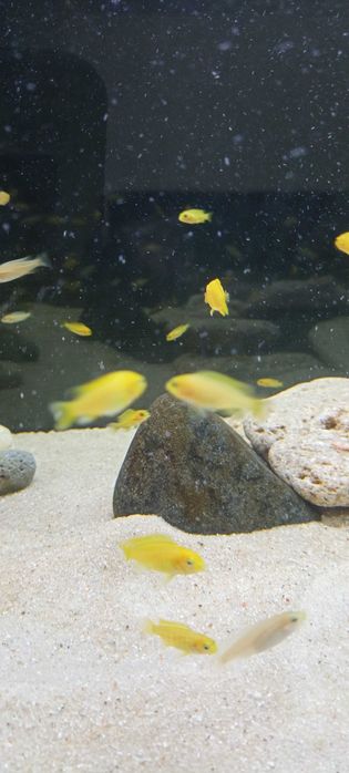 Ciclídeos Africanos Malawi - Labidochromis Caeruleus