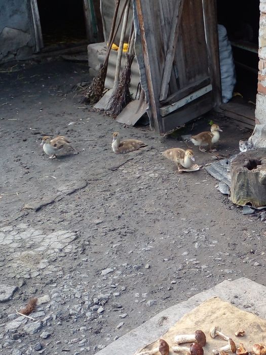 Продам індокаченят
