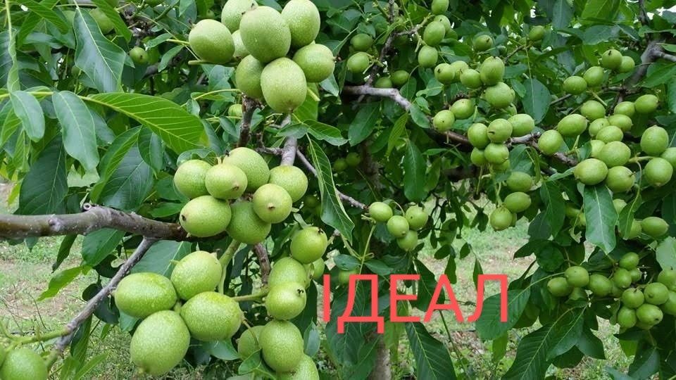 Саджанці сортових горіхів "Ідеал", "Кочерженко" та фундука.