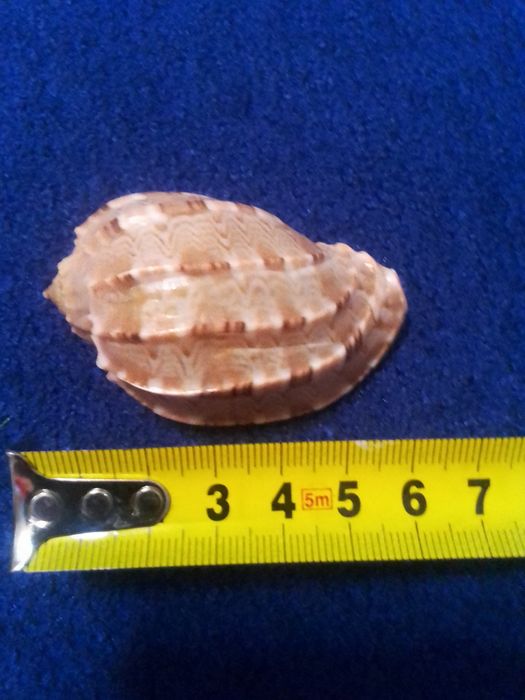 Ракушки океанские