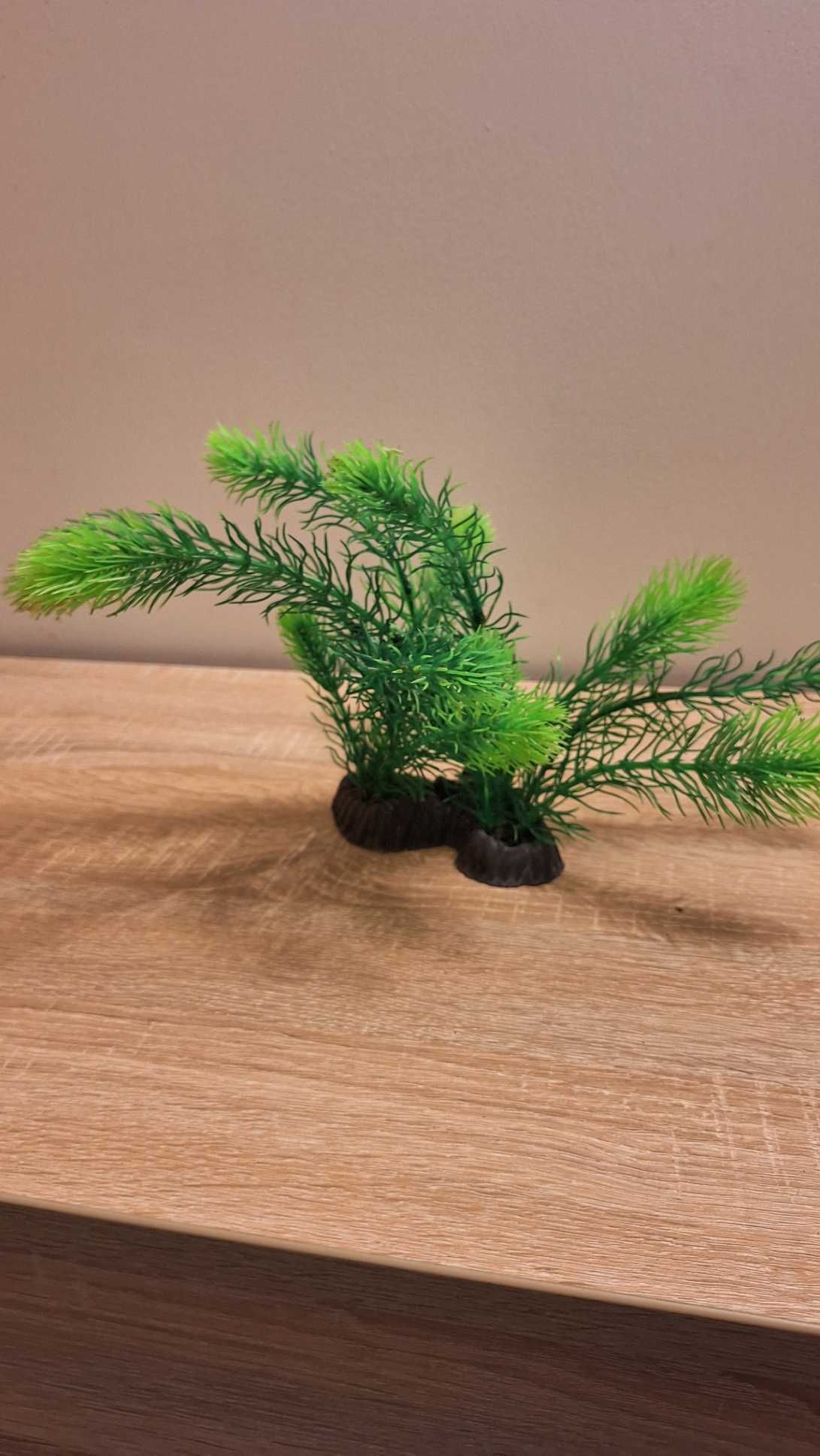 Roślinka akwariowa Nowa 28 cm