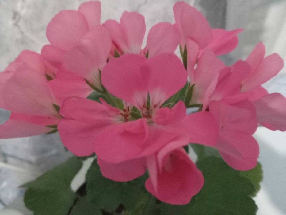 Пеларгония Dolce Vita Anne Pink
