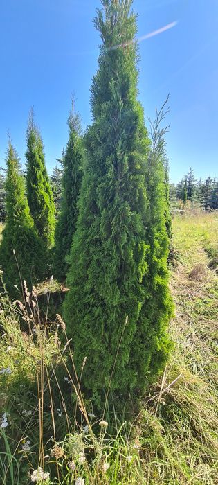 Thuja Smaragd /  Producen /  Pomorskie / Promocja