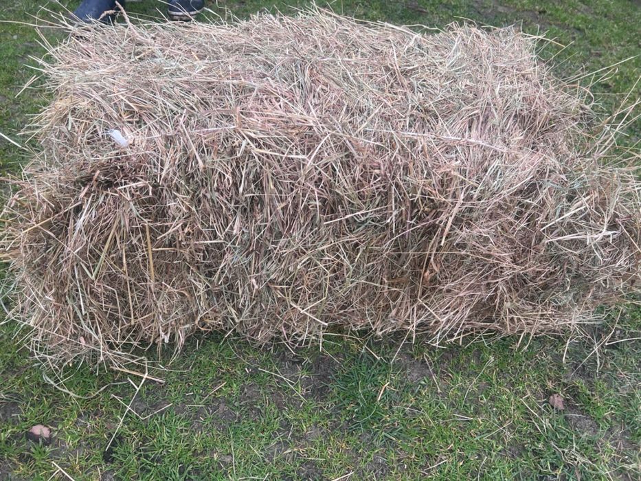 Продам сіно, не дорого ціна договірна