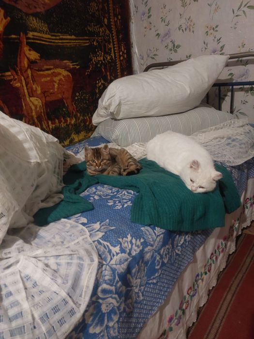 Два котика шукають родини