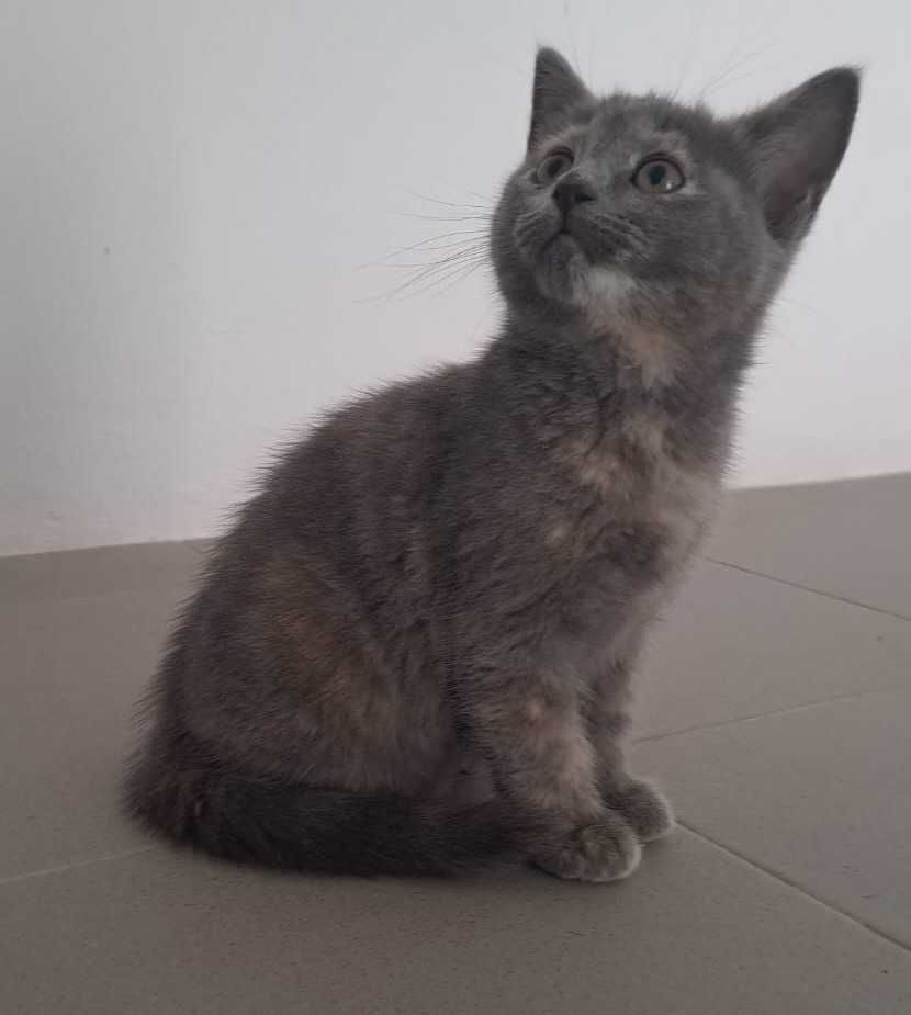 Gatinha British Shorthair tartaruga Azul.