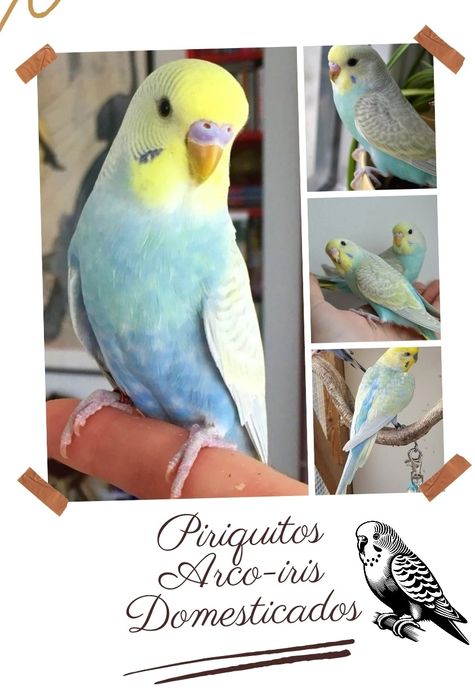 Piriquitos Australianos Arco-Iris Domesticado