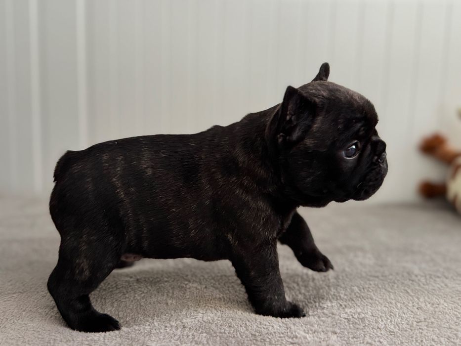 Buldog francuski FCI