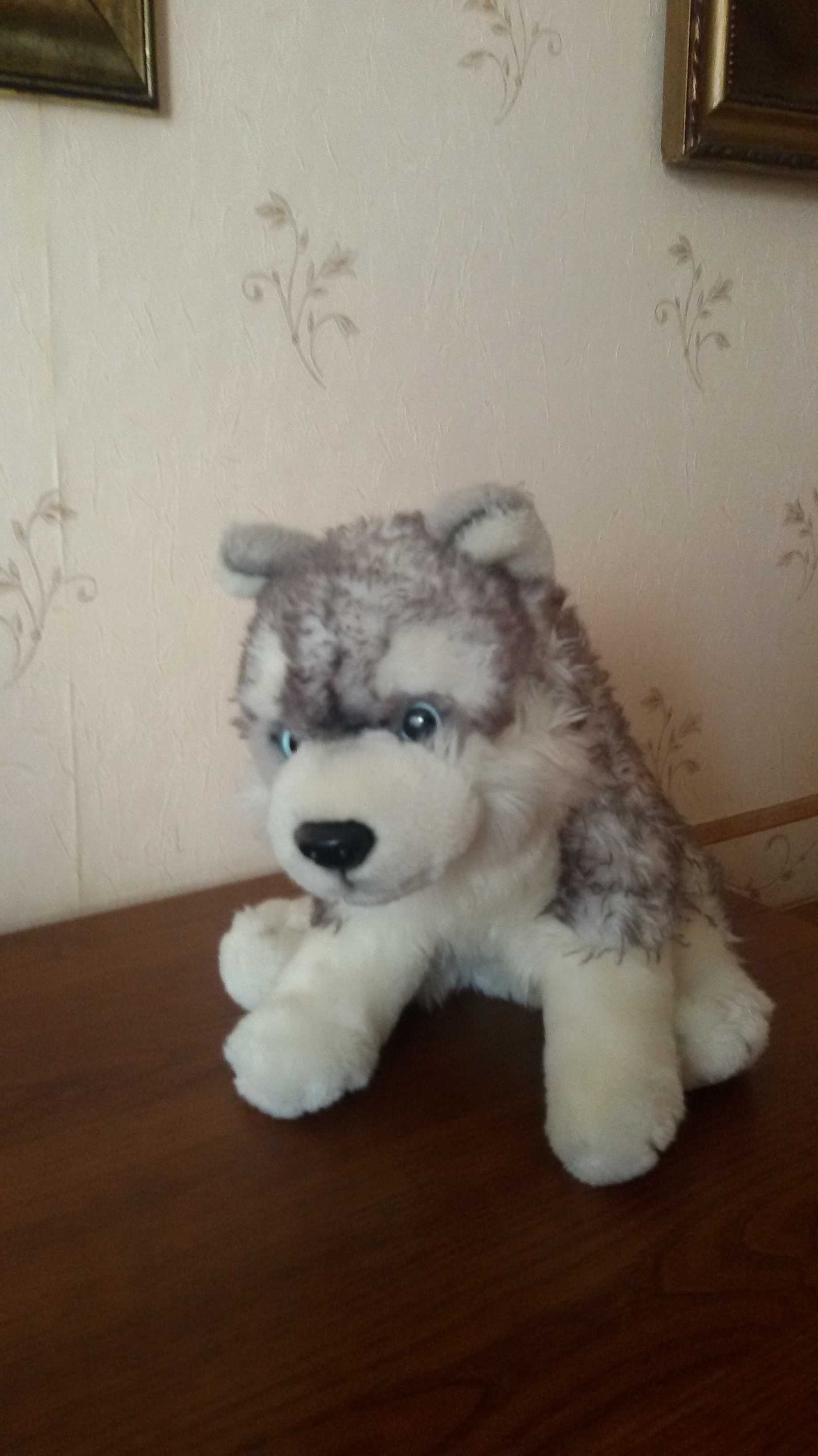 Maskotka Pies Husky 25 cm, firma Uni-Toys, nowa