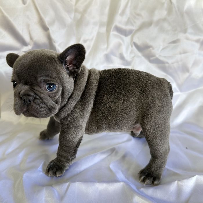 Menino Buldog Frances