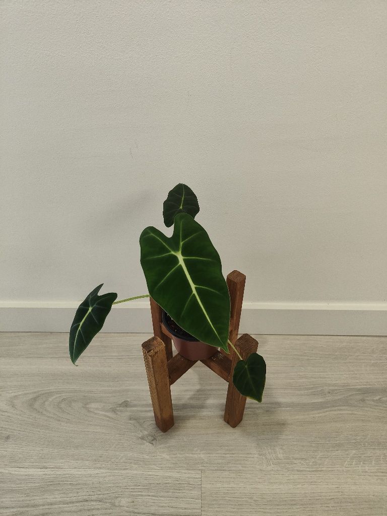 Alocasia frideck // planta interior