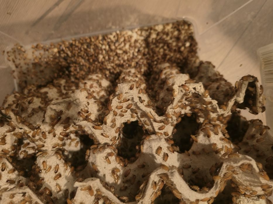 Karaczany Tureckie/ Karmówka/ Turki