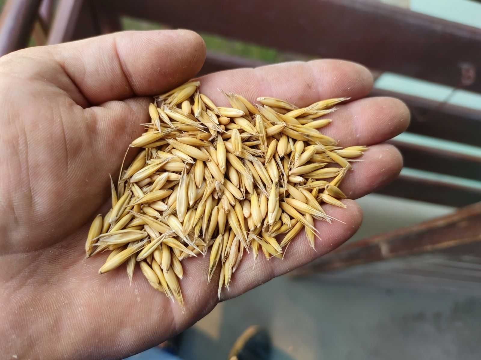 Owies worki 40 kg dostawa dla koni dostarczam również mniejsze ilości