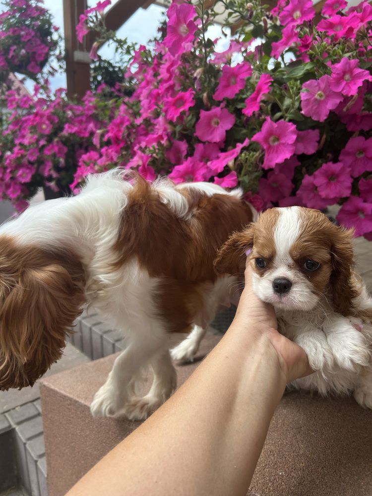 Cavalier king charles spaniel SUCZKA, hotowa do odbioru