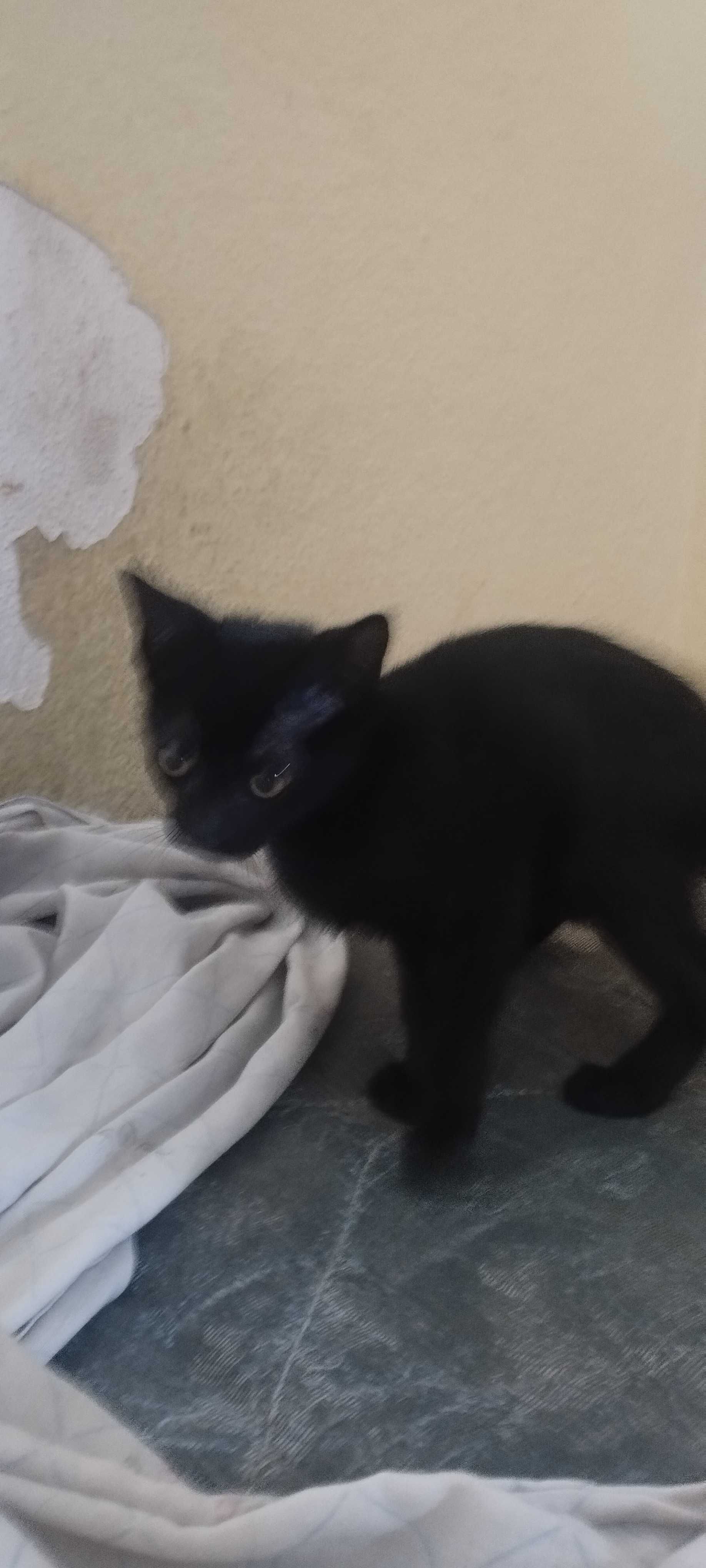 2 gatinhos nascidos em 10/04/25
