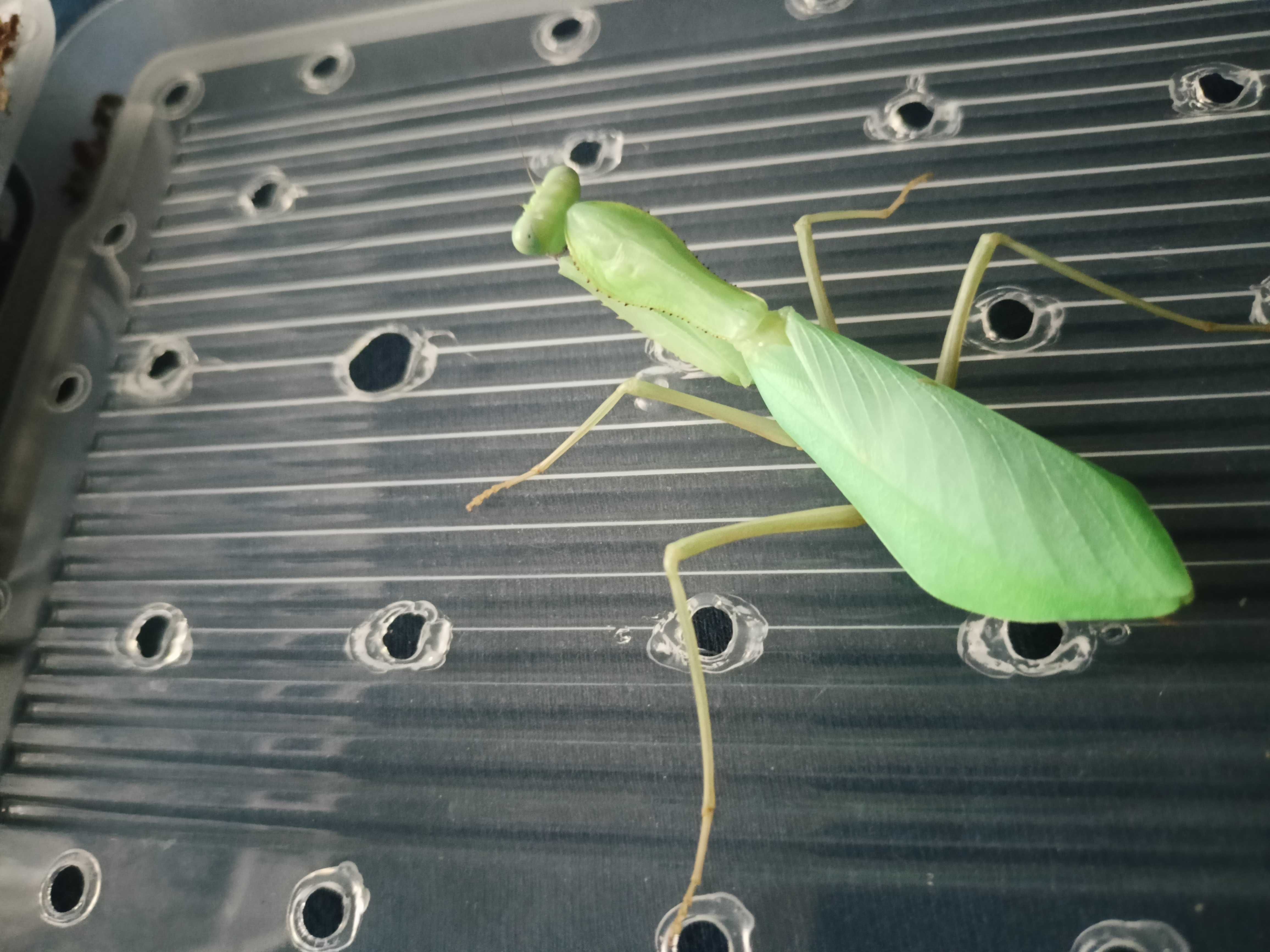 Modliszka gwinejska imago Sphodromantis viridis