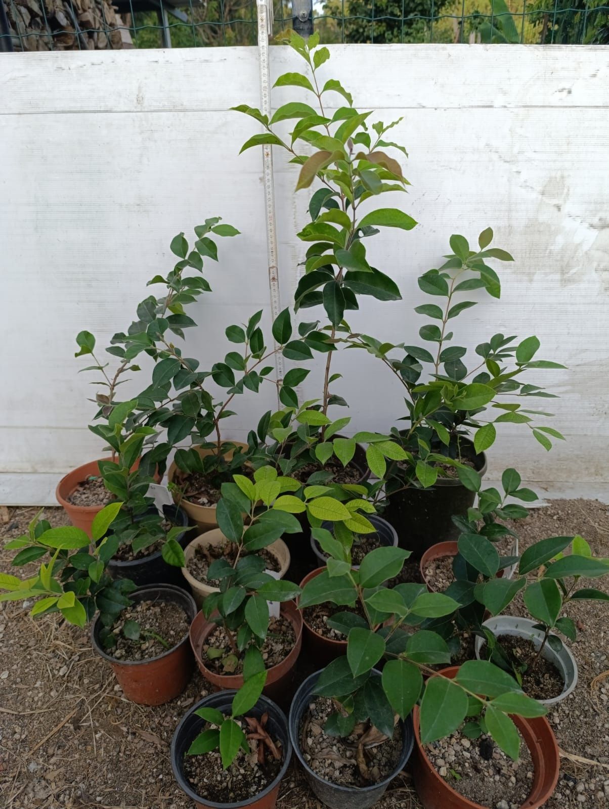 Guabiju plantas/mudas