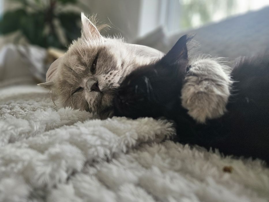 Besia - kotka brytyjska długowłosa