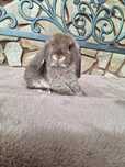 Samczyk mini lop. Hodowla zarejestrowana
