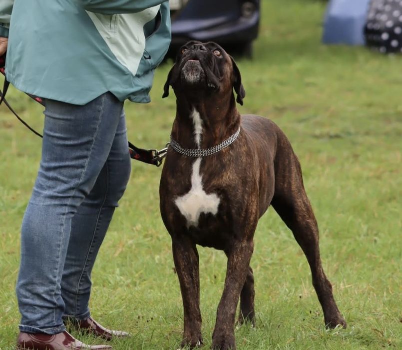 Bokser reproduktor poleca sie do krycia .