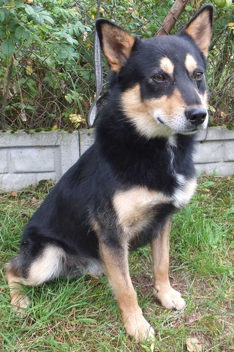 LELECH pies czarny podpalany,nieduży,kontaktowy do adopcji