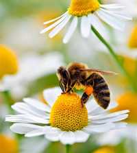 Відводок бджіл продам