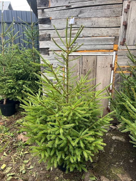 Жива ялинка в горщику