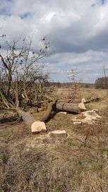 Wycinka/Skracanie drzew/Pilarz/Cięcie drewna/Ścinka/Drwal/Ogrodnicze