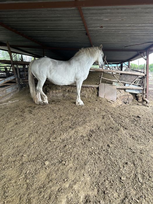 Продам кобилу вагою на тону