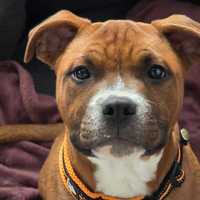 Staffordshire Bull Terrier Staffik ZKwP FCI