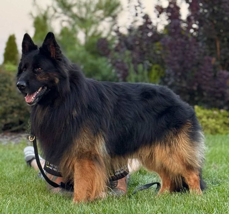 Owczarek niemiecki długowłosy szczeniak suczka