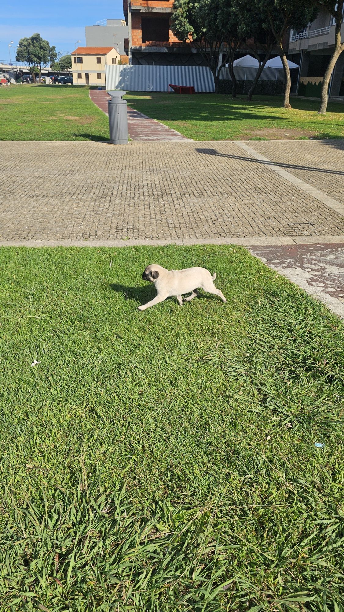 Pug Carlin Macho