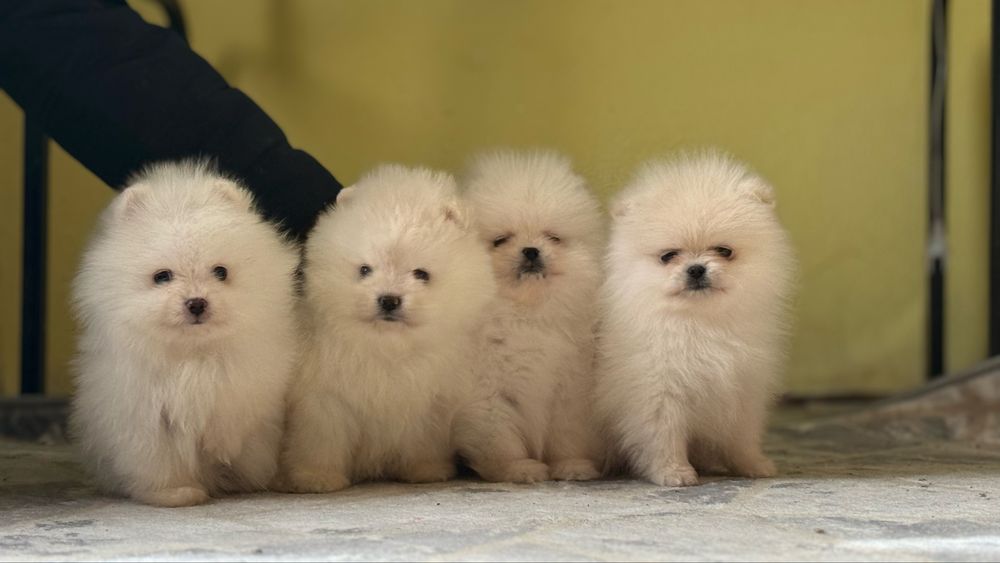 Шпицята малята білі та крем