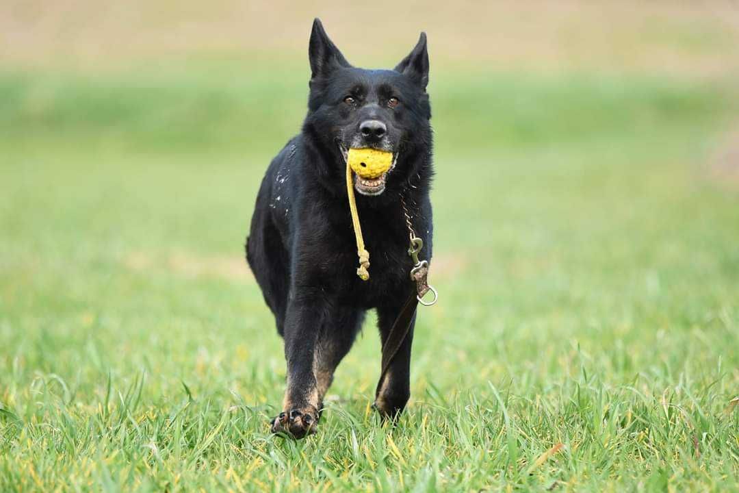 Magia, w typie owczarka niemieckiego użytkowego do adopcji