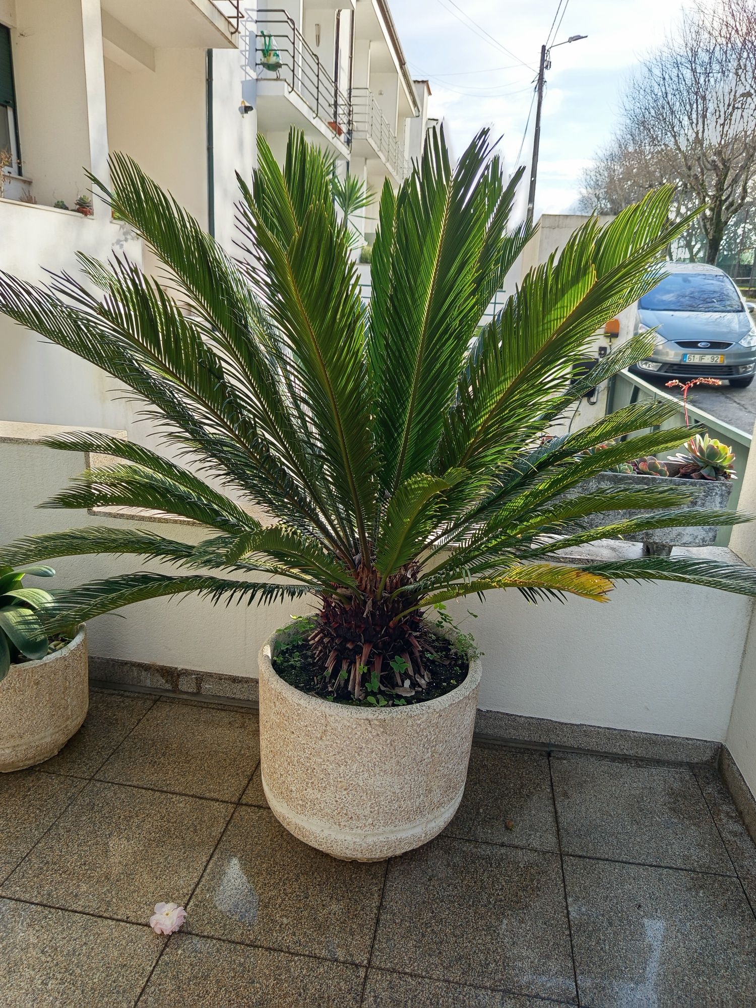 Planta Cica e Vaso em betão e marmorite