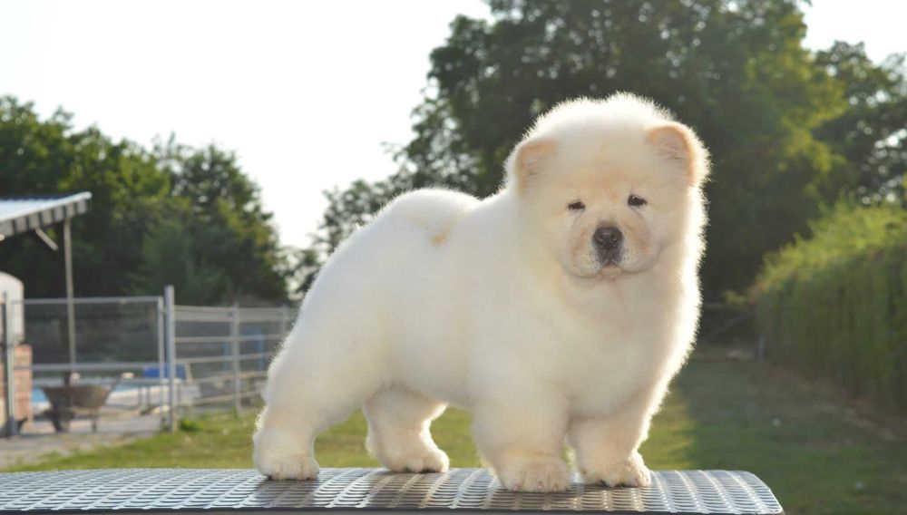 Chow Chow disponível