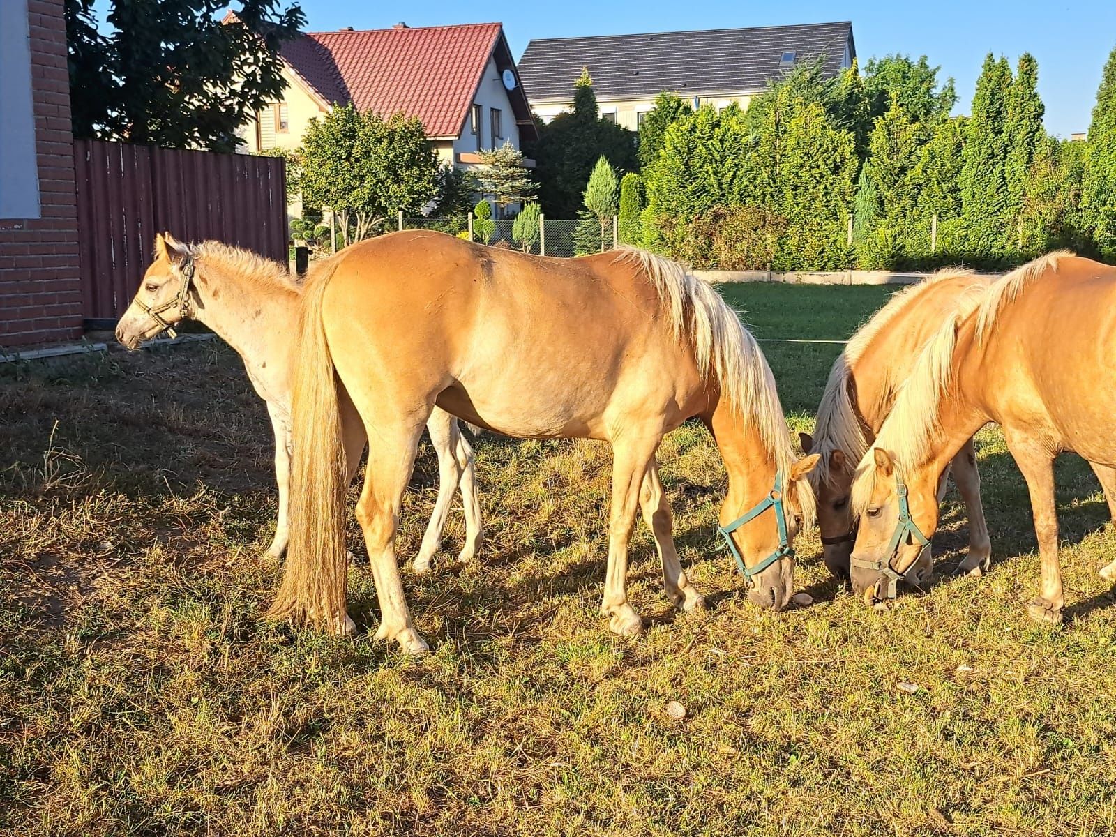 Klacz rasy haflinger